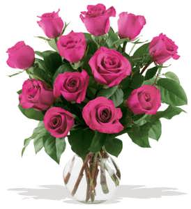 12 South American Hot Pink Roses