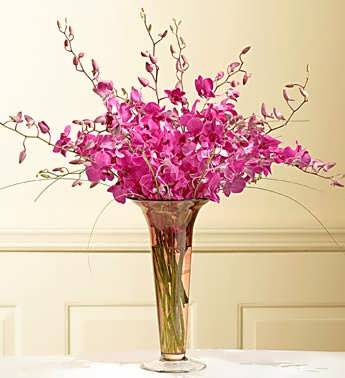 Dendrobium Orchids