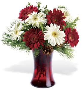 Festive Gerberas - Click Image to Close