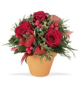 Our Delicate Rosy Bunch Our Delicate Rosy Bunch