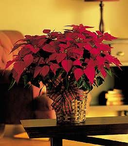 Large Red Poinsettia Large Red Poinsettia