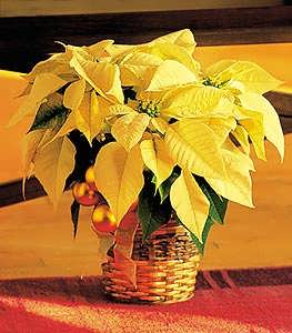 White Poinsettia White Poinsettia