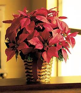 Poinsettia Basket Poinsettia Basket