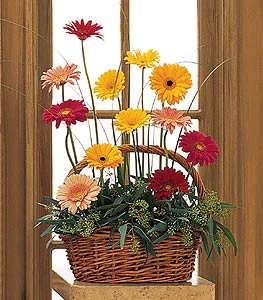 Uplifting Gerbera Basket