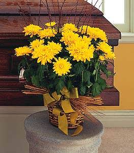 Yellow Hope Chrysanthemum