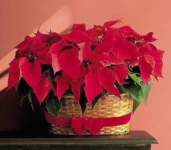 Double Poinsettia Basket Double Poinsettia Basket