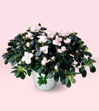 Azalea LG