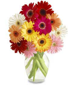 Gerbera Daisy Bouquet with Clear Glass Vase