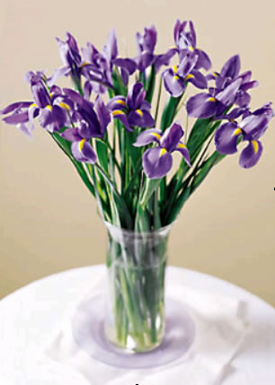 15 Blue Irises