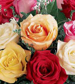 1 Dozen Favorite Mixed Color Roses
