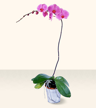 Lavender Phalaenopsis Orchid