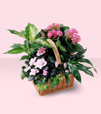 Pink Assortment