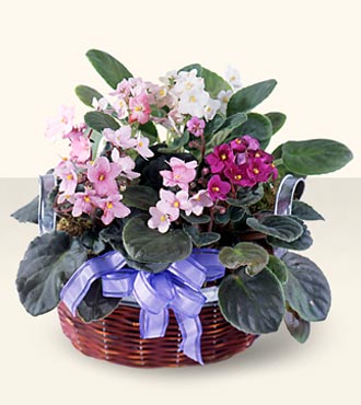 African Violets