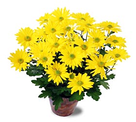 Daisy Chrysanthemum