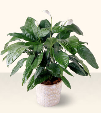 Spathiphyllum