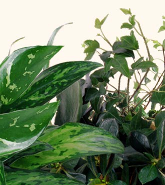 Florist Designed Plants in a Basket