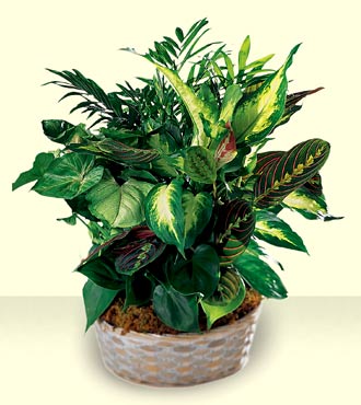 Woodland Greens Assortment